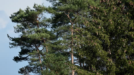 Needles-of-Pine-Tree-A-green-branch-in-Europe