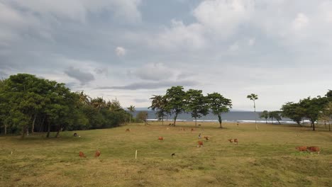 Panoramic-Landscape-of-Saba-Beach-Gianyar-Bali,-Cattle,-Brown-Cows-in-Green-Hills-with-Sea-and-Skyline,-Banteng,-Animals-from-Southeast-Asia-Grazing