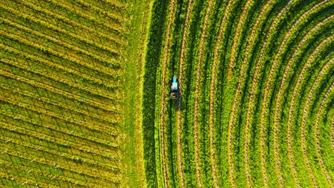 Aerial-drone-4K-footage-of-a-tractor-driving-in-vineyards-during-the-morning-sunrise