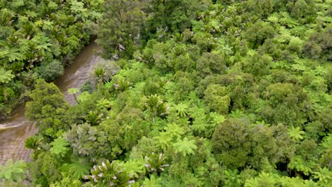 Drone-flyover-beautiful-native-New-Zealand-rainforest,-pristine-scenery-of-the-river-in-jungle