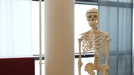Doctors-educational-model-of-a-human-skeleton