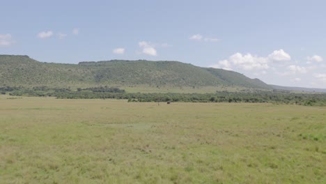 Drohnenaufnahme-Des-Savannengraslandes-Der-Maasai-Mara,-Das-Sich-Einem-Einsamen-Elefanten-Nähert