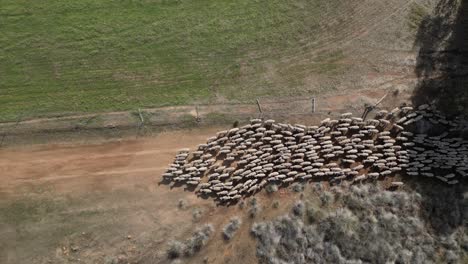 A-top-down-aerial-shot-of-herding-sheep-across-the-field