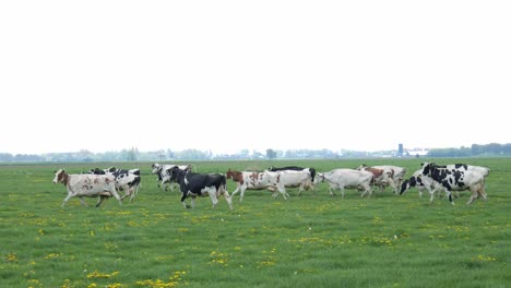 Herd-Of-Dairy-Cattle-Running-In-The-Field-To-Grazed-Green-Grass