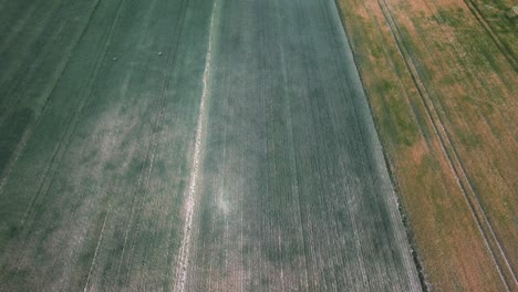 Aerial-drone-shot-of-a-massive-cornfield-with-a-view-of-flying-birds