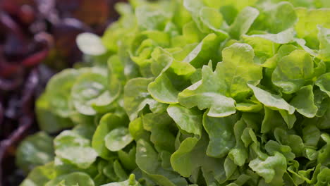 Fresh-oak-lettuce-leaf-for-sale-at-a-stall-in-the-central-market-of-Valencia,-Spain