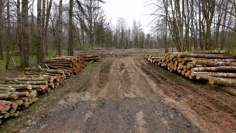 Reihen-Gestapelter-Gefällter-Baumstämme-Im-Wald-Nach-Industriellem-Holzeinschlag-In-Polen