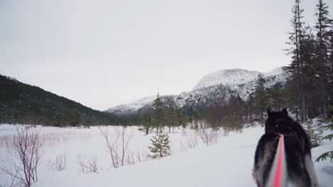 Alaskan-Malamute-Dog-Breed-On-A-Leash-Standing-In-Winter-Nature-Landscape