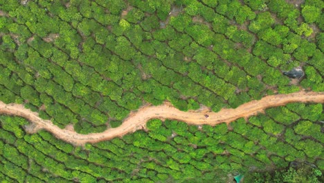 aerial-view-of-a-road-in-the-middle-of-a-tea-plantation-in-Munnar,-Kerala---South-India