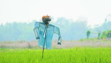 Close-up,-Scarecrow-in-a-grassy-field-on-a-foggy-morning