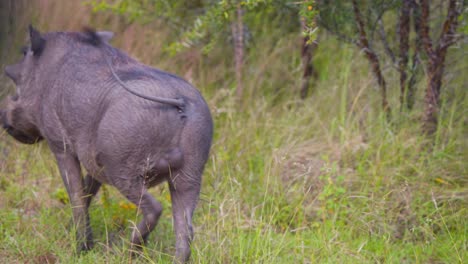 Wedelnder-Schwanz-Und-Hinterteil-Eines-Afrikanischen-Warzenschweins,-Das-Im-Savannengras-Stolziert