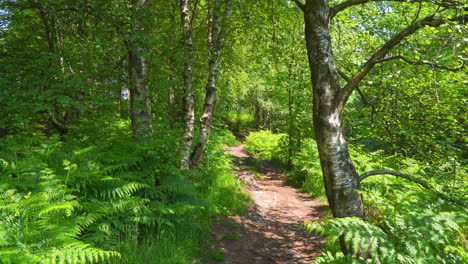 Woodland-path-leading-through-a-lush-green-woodland-forest