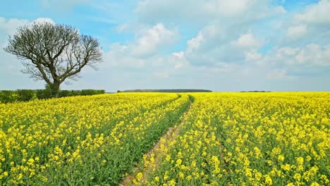 A-stunning-cinematic-drone-shot-of-a-yellow-rapeseed-crop-in-slow-motion-with-a-country-road-and-trees-in-the-background