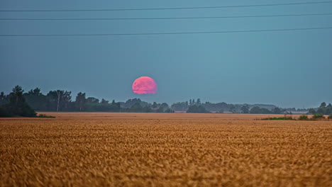 Timelapse-of-full-moon-over-wheat-fields-disappearing-in-the-morning-on-horizon