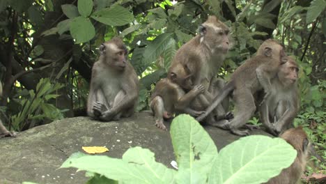 Crab-eating-macaque,-long-tailed-macaque,-Macaca-fascicularis,-group-of-females-and-youngs-playing-happily-among-the-rocks-with-the-background-of-jungle,-Ujung-kulon,-Panaitan,-Java,-Indonesia