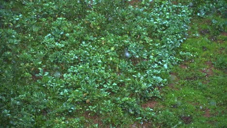 Rain-down-pours-across-green-leafy-plants-surrounded-by-grass,-plants-glisten
