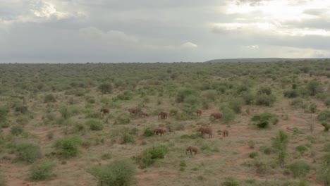 Aerial-drone-footage-of-Elephants-grazing-in-bushland-of-Samburu,-Kenya