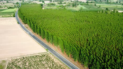 Eucalyptus-plantation-scenery-outdoors-in-top-view
