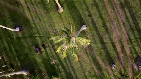 Aerial-zoom-out-directly-above-coconut-palm-tree-in-plantation,-Isle-of-Pines