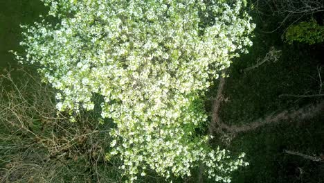 Fly-over-a-spring-season-tree-in-the-forest-beautiful-moving-shining-white-blossom-flower-leaves-in-the-wild-in-nature-birdseye-view-angel-scenic-beautiful-wonderful-moment-scenic-cinematic-outdoor