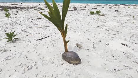 Witness-the-Spectacular-Wonder-of-a-New-Palm-Tree-Growing-from-a-Coconut-on-the-Lush-Shores-of-Maldives,-a-Testament-to-the-Island's-Rich-Biodiversity-and-Renewal