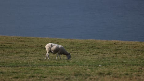 Schafe-Grasen-Neben-Dem-Meer,-Nutztiere-Aus-Freilandhaltung,-Weidefleisch,-Lammtiere,-Die-Auf-Der-Weide-Grasen