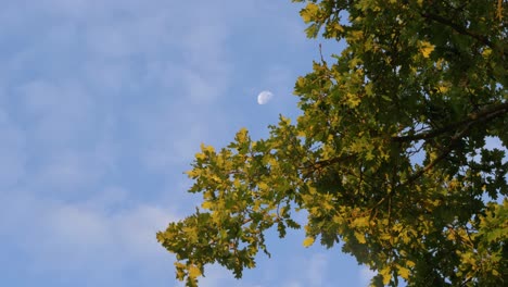 Oak-Under-A-Sunset-With-The-Moon-In-The-Blue-Sky-in-slowmotion-with-clouds-ans-lot-of-leaves-in-france
