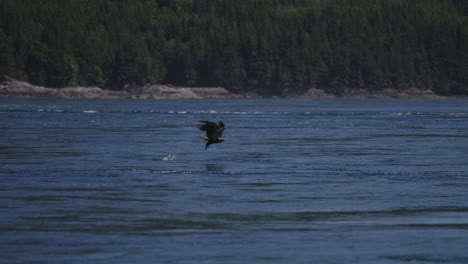 An-Eagle-flying-in-British-Columbia-Canada-over-the-ocean-looking-for-fish