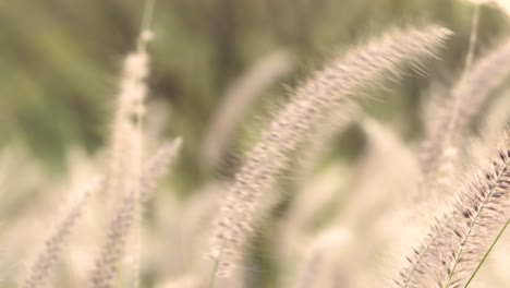 Beautiful-in-nature-of-wild-grass,-warm-natural-light,-close-up-the-wild-grass