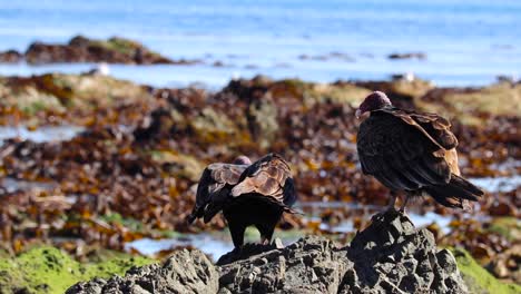 Rear-view-of-vultures-walking-up-to-basalt-rock-overlooking-kelp-on-beach