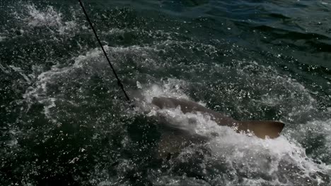 Los-Tiburones-Roen-Y-Desgarran-Los-Peces,-Salpicando-Agua-Blanca-Por-Todas-Partes