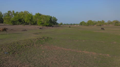 buffalo-eating-grass-drone-moving-closer-to-buffalo-beside-the-river-wide-view-in-Malvan-in-summer-may-dry-land