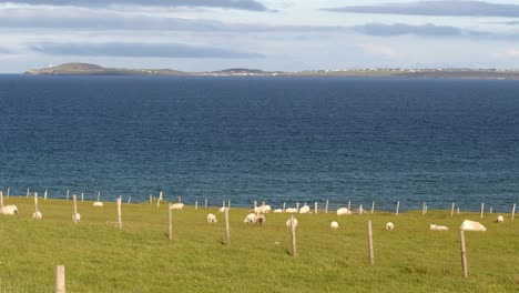 Static-shot-of-a-herd-of-lambs-and-sheep-grazing-on-a-croft