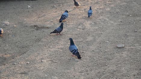 Gray-urban-common-pigeon-in-a-crowd-of-eating-birds-in-the-street-close-up
