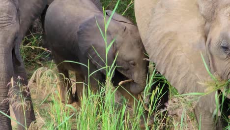 Closeup-of-juvenile-African-elephant-grazing-on-long-grass-with-other-adults,-ear-flapping