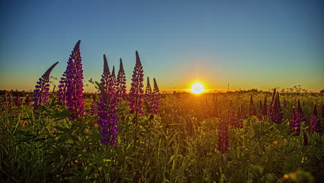 Lila-Lavendel-Wächst-Mit-Majestätischem-Sonnenaufgang-Am-Horizont,-Zeitraffer