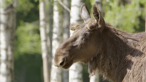 Alert-European-elk-standing-in-woodland-looking-around,-closeup-profile-on-head