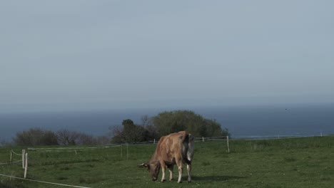 Green-Pastures-by-the-Sea:-Cow-Grazing-in-Asturias'-Picturesque-Countryside