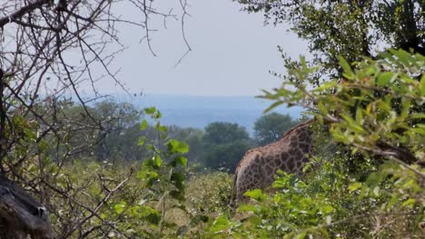 African-Giraffe-walking-across-screen-through-grassland-brush