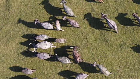 Erstaunliche-Luftaufnahme-Von-Oben-Nach-Unten-Mit-Vielen-Grauen-Büffeltieren,-Die-Glücklich-Zusammen-Grasen