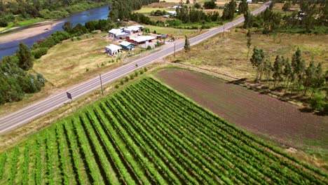Vineyards-Near-The-Road-And-River-On-A-Sunny-Summer-Day-In-Nueva-Imperial,-Chile