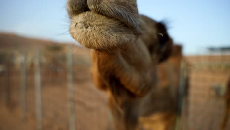 Super-close-up-view-of-the-muzzle-of-camel-shaking-its-muzzle-to-drive-away-insects