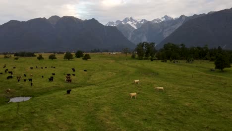 Cows-and-breeding-bulls-are-wandering-on-pasture,-domestic-animals-in-New-Zealand