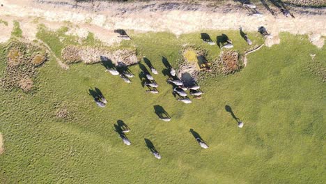 Top-down-aerial-shot-of-Buffalos-livestock-grazing-freely-in-vast-grassland