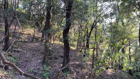 Schwenkaufnahme-In-Einem-Waldgebiet-Mit-Getrockneten-Blättern-Auf-Dem-Boden,-Durch-Das-Sonnenlicht-In-Den-Wald-Strahlt