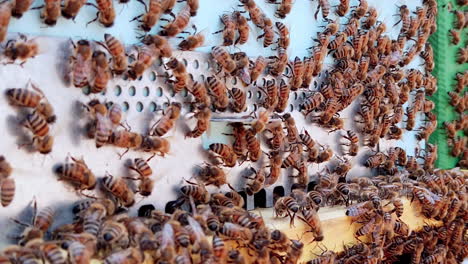 Macro-close-up-of-many-honey-bees-outside-white-beehives-boxes,-day