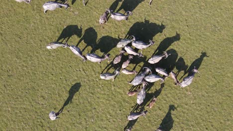 Top-down-aerial-of-Buffalos-walking-peaceful-on-green-grass-field,-South-Asia