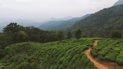 Beautiful-green-landscape-of-tea-plantation-in-Munnar,-Kerala,-India