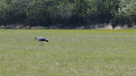 Wide-shot-of-Stork-looking-for-food-on-a-meadow-in-summer
