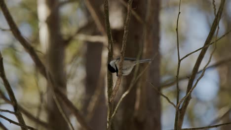 Black-Capped-Chickadee-Bird-Perching-On-Tree-Branches